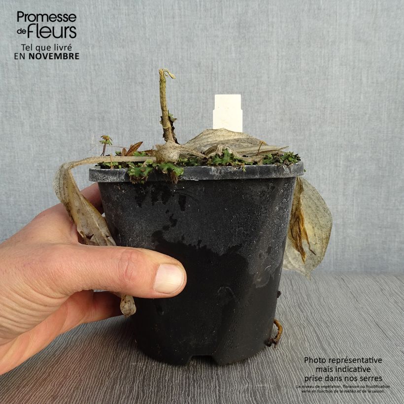 Spécimen de Hosta Victor Pot de 1,5L/2L tel que livré en automne