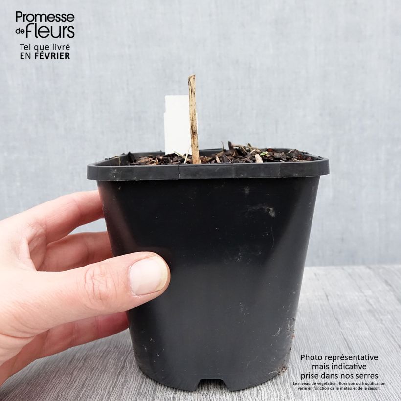 Spécimen de Hosta Volcano Island Pot de 1,5L/2L tel que livré en hiver
