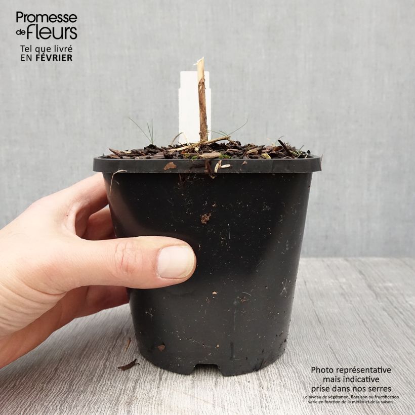 Hosta  Waterslide 1.5L/2L pot sample as delivered in winter