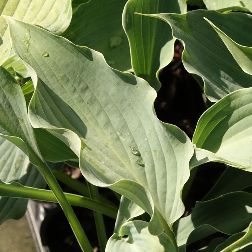 Hosta Waterslide (Feuillage)