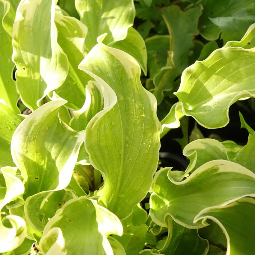 Hosta Wheee! (Feuillage)