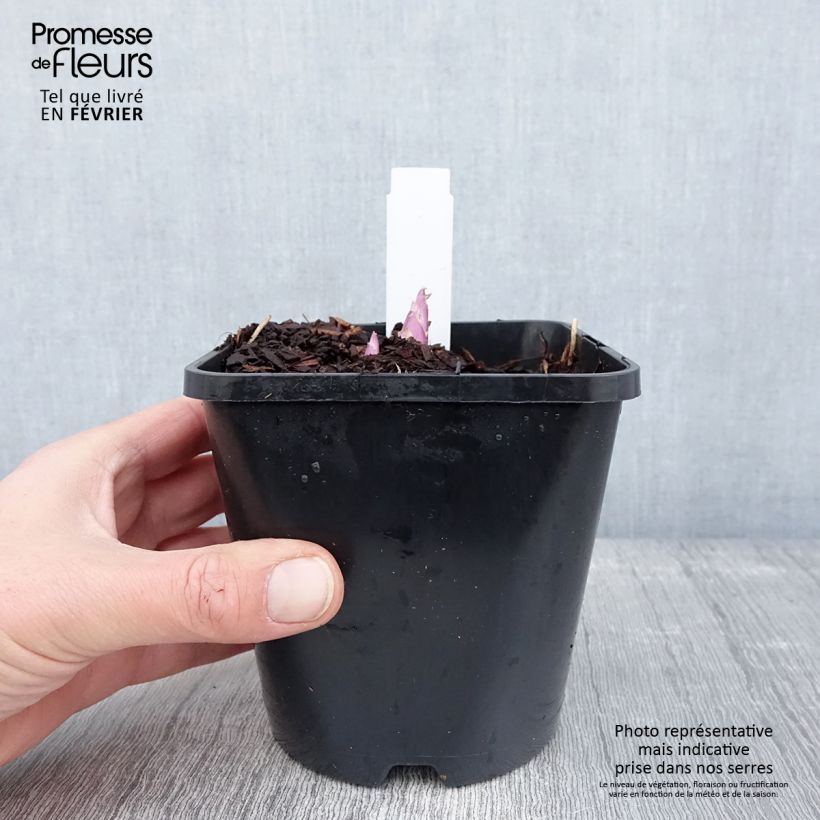 Spécimen de Hosta White Feather Pot de 1,5L/2L tel que livré en hiver