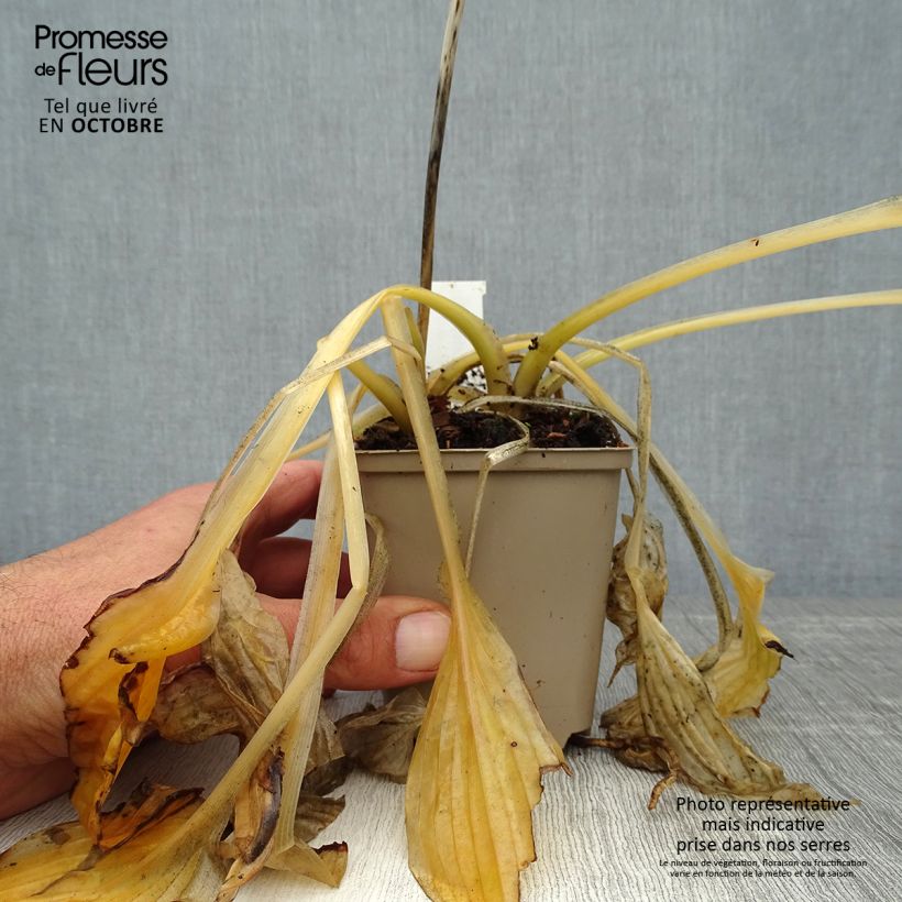 Spécimen de Hosta Wide Brim Godet de 8/9 cm tel que livré en automne