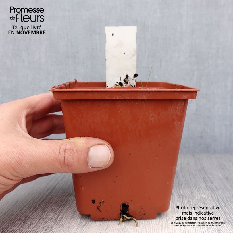 Spécimen de Hosta Winter Snow Pot de 1L/1,5L tel que livré en automne