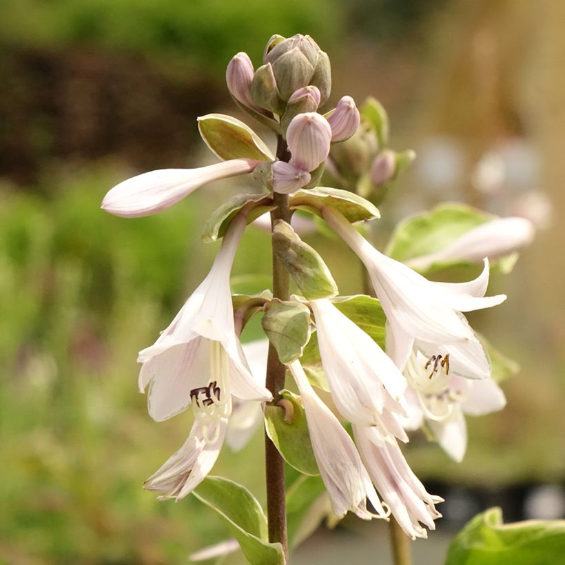 Hosta Winter Snow (Floraison)