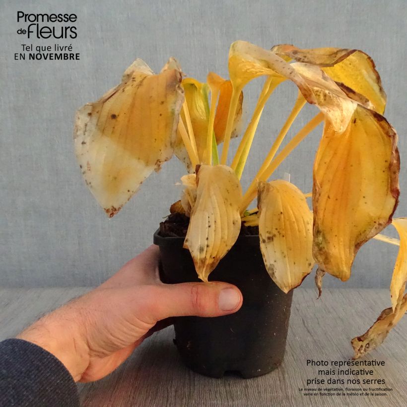 Spécimen de Hosta Wu-La-La Pot de 1,5L/2L tel que livré en automne