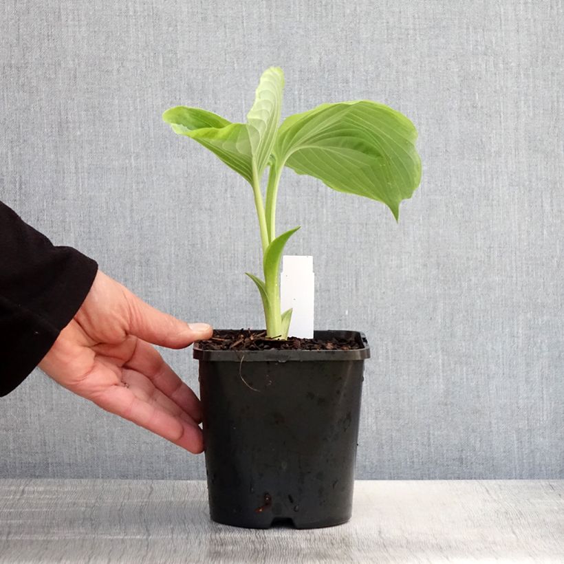 Hosta Wu-La-La - Plantain Lily 1.5L/2L pot sample as delivered in spring