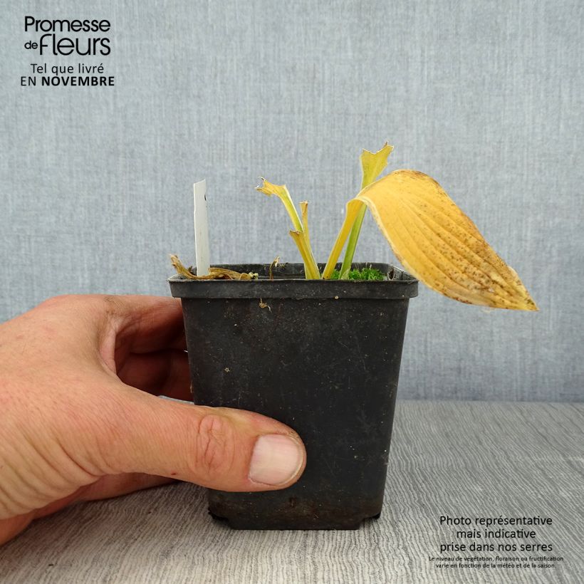 Spécimen de Hosta yellow splash rim Godet de 8/9 cm tel que livré en automne
