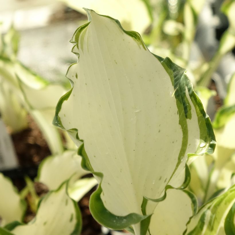 Hosta Zeus (Feuillage)
