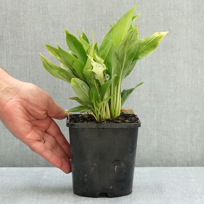 Spécimen de Hosta Zeus Pot de 1,5L/2L tel que livré en été