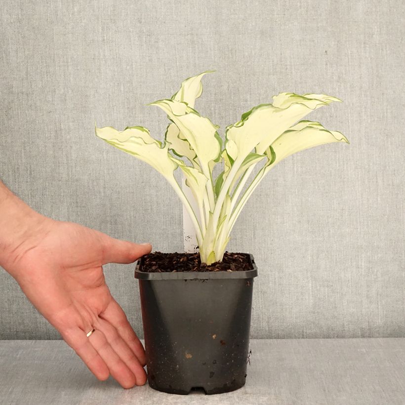 Spécimen de Hosta Zeus Pot de 1,5L/2L tel que livré au printemps
