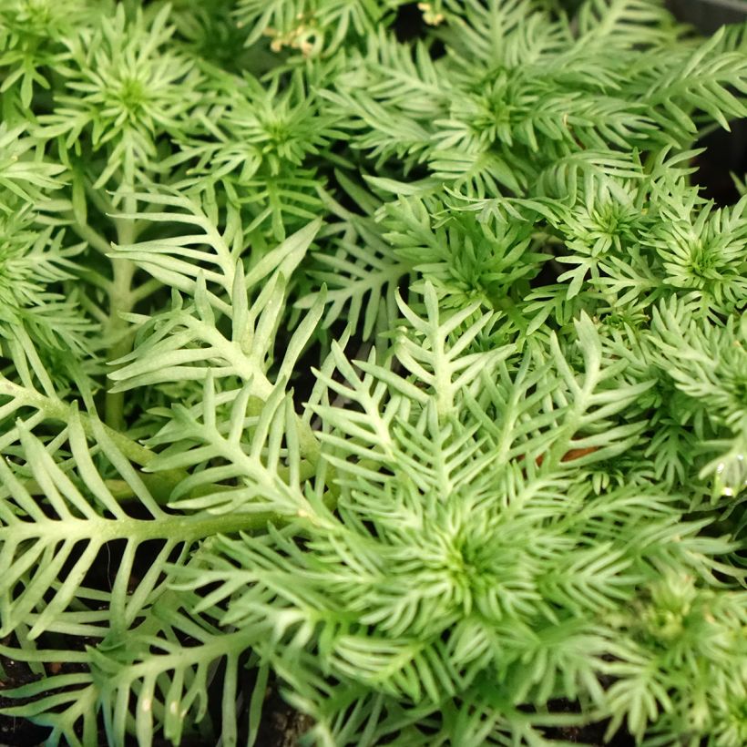 Hottonia palustris - Hottonie des marais (Feuillage)