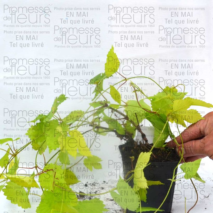 Exemple de spécimen de Houblon doré - Humulus lupulus Aureus Godet de 8/9 cm tel que livré
