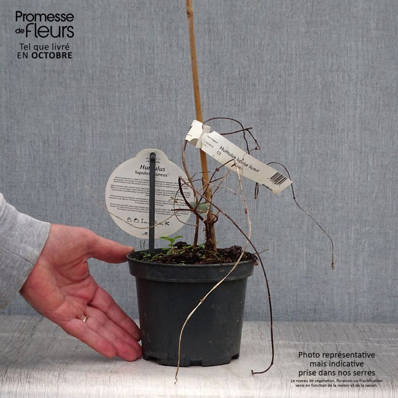 Spécimen de Houblon doré - Humulus lupulus Aureus Pot de 1,5L/2L tel que livré en automne