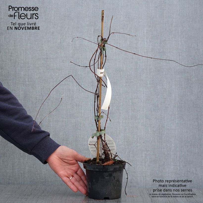 Spécimen de Houblon - Humulus lupulus Pot de 1,5L/2L tel que livré en automne
