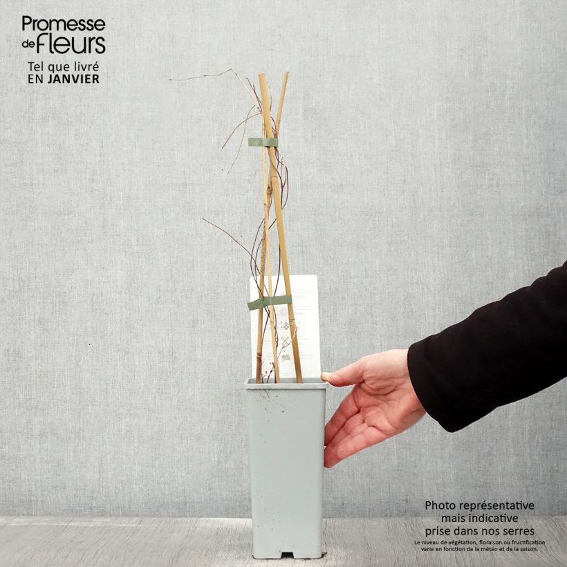 Spécimen de Houblon - Humulus lupulus Hallertauer Tradition Pot de 1,5L/2L tel que livré en hiver