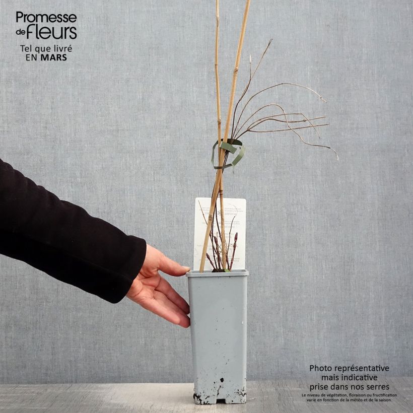 Spécimen de Houblon - Humulus lupulus Hallertauer Tradition Pot de 1,5L/2L tel que livré au printemps