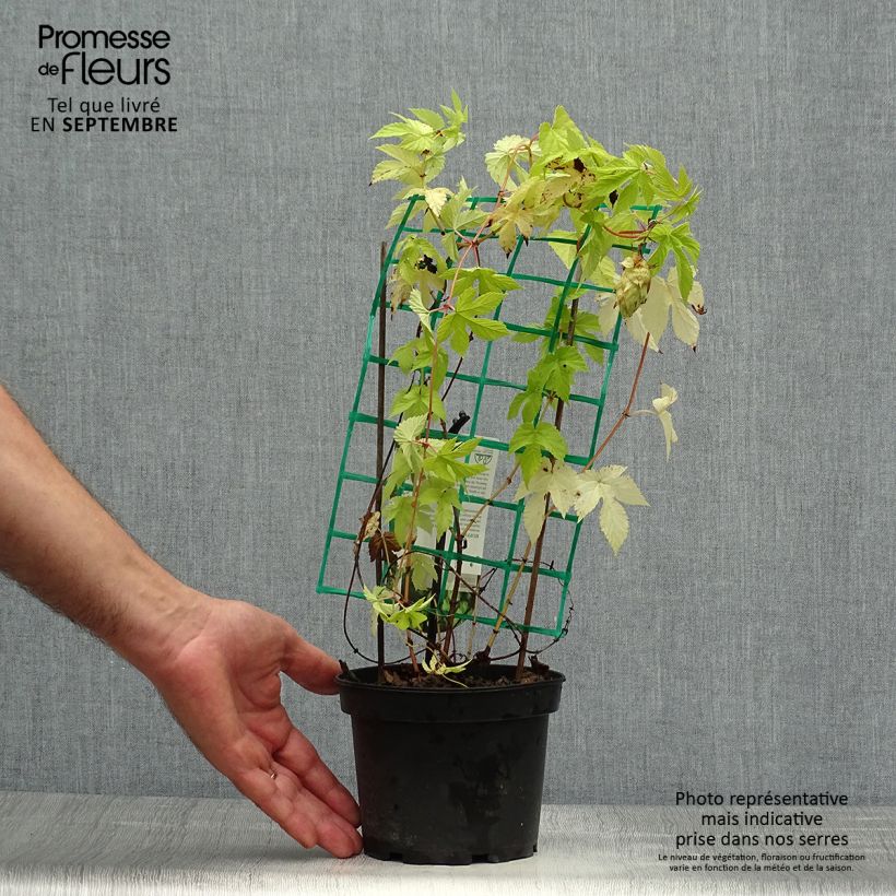 Spécimen de Houblon - Humulus lupulus Hersbrucker Pot de 1,5L/2L tel que livré en automne