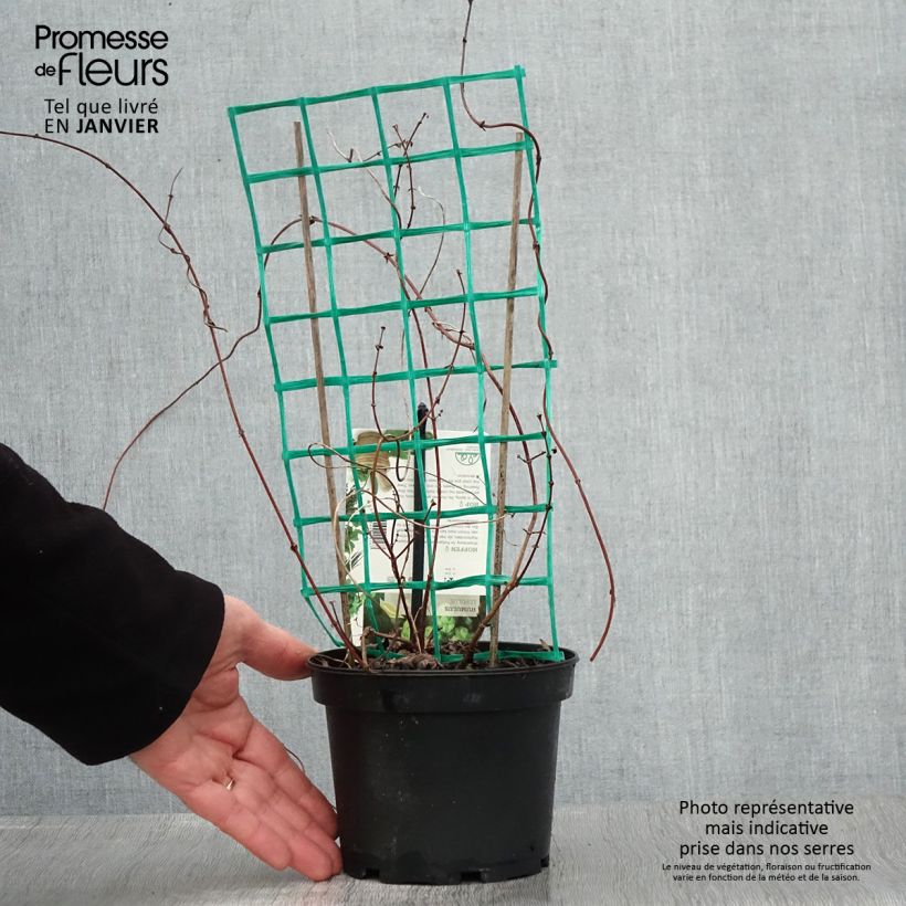 Spécimen de Houblon - Humulus lupulus Hersbrucker Pot de 1,5L/2L tel que livré en hiver