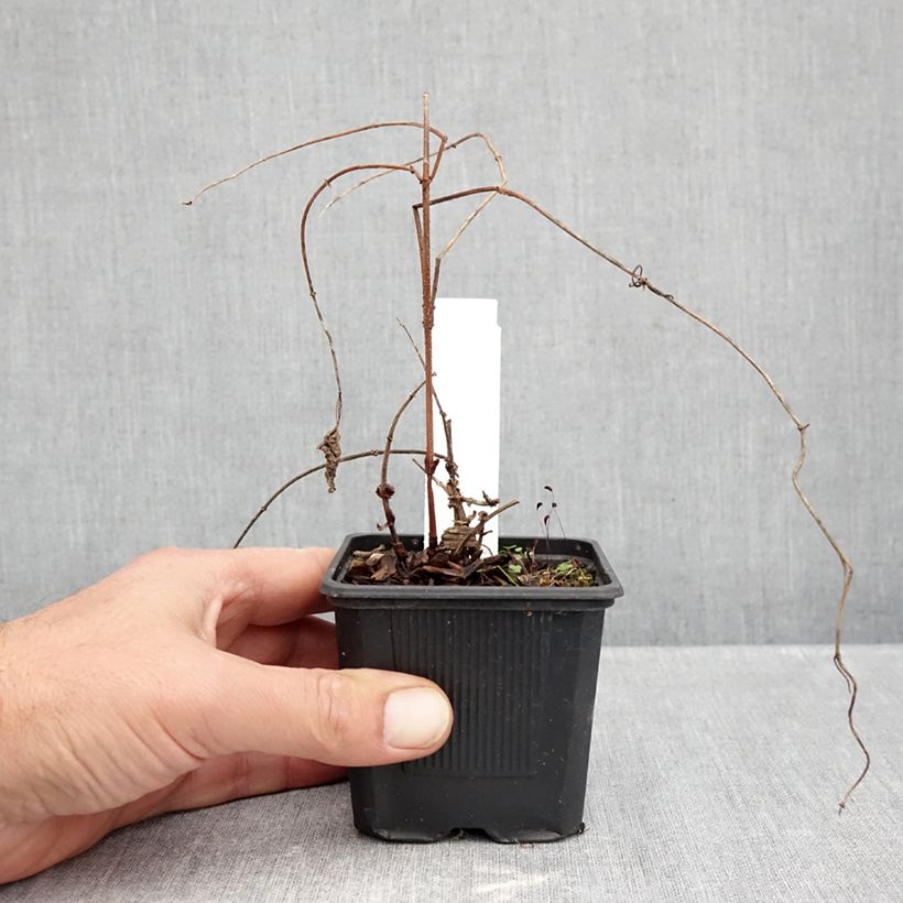 Spécimen de Houblon Jupiter - Humulus lupulus  Godet de 7/8 cm tel que livré en automne