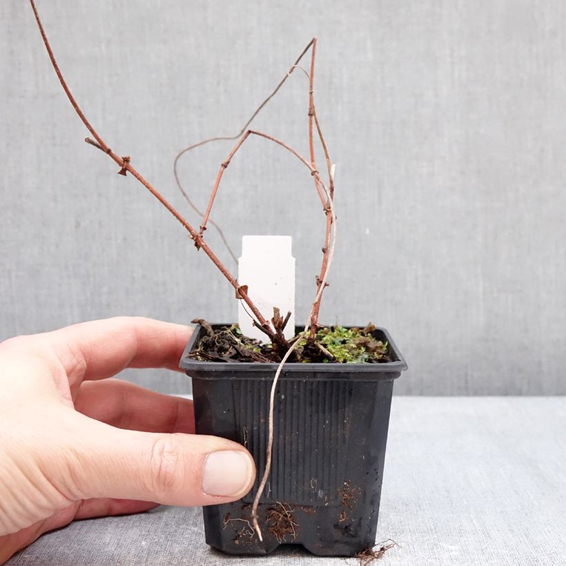 Spécimen de Houblon Jupiter - Humulus lupulus  Godet de 7/8 cm tel que livré en hiver