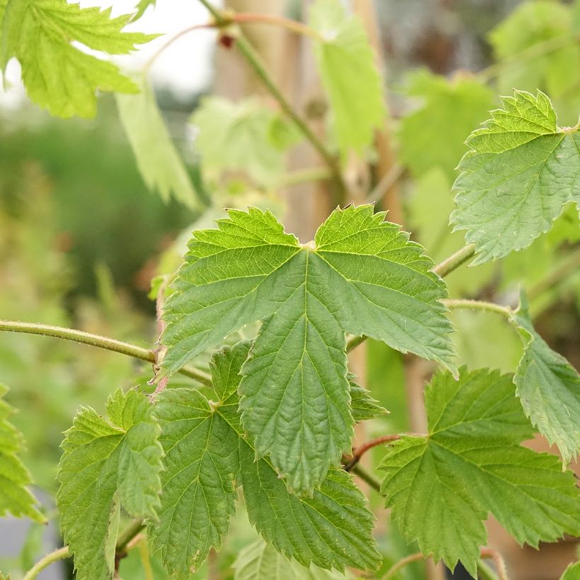 Houblon femelle Pure - Humulus lupulus (Feuillage)