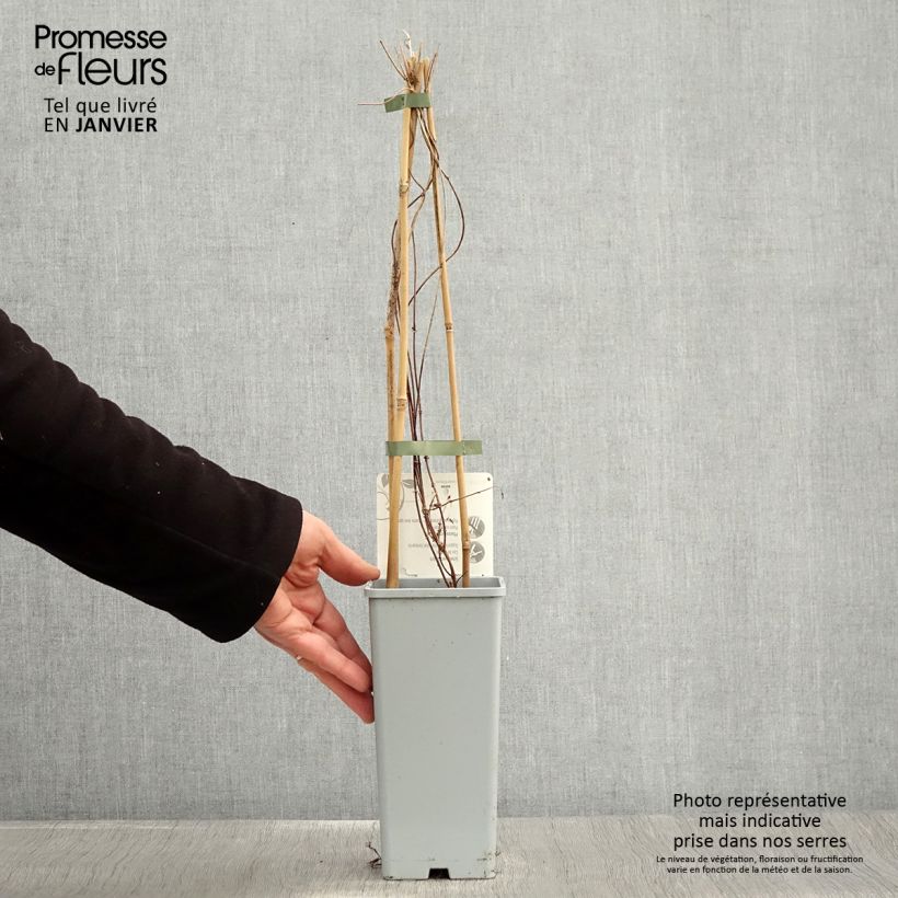 Spécimen de Houblon femelle Pure - Humulus lupulus Pot de 1,5L/2L tel que livré en hiver