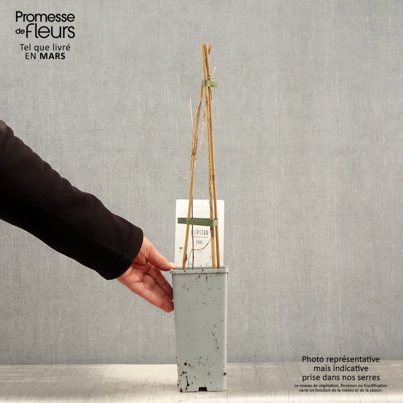 Spécimen de Houblon femelle Pure - Humulus lupulus Pot de 1,5L/2L tel que livré au printemps