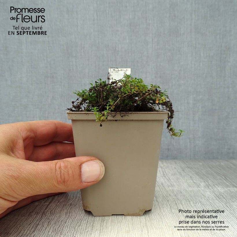 Spécimen de Houstonia caerulea Millard's Variety Godet de 8/9 cm tel que livré en automne