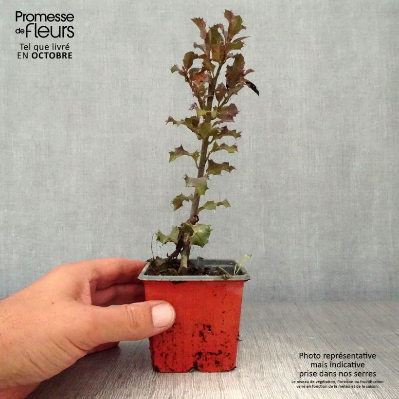 Spécimen de Houx américain - Ilex meserveae Blue Angel Godet de 8/9 cm tel que livré en automne