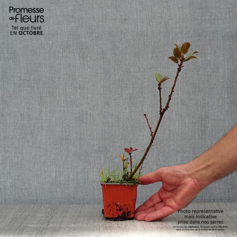 Spécimen de Houx américain- Ilex meserveae Blue Prince  Godet de 8/9 cm tel que livré en automne