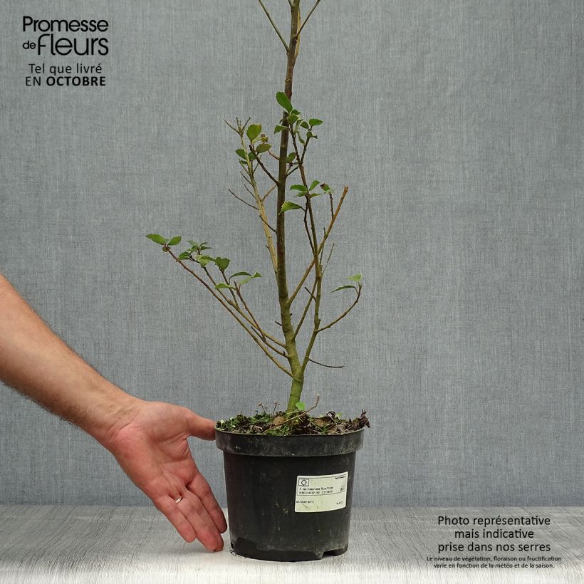 Spécimen de Houx américain- Ilex meserveae Blue Prince  Pot de 2L/3L tel que livré en automne