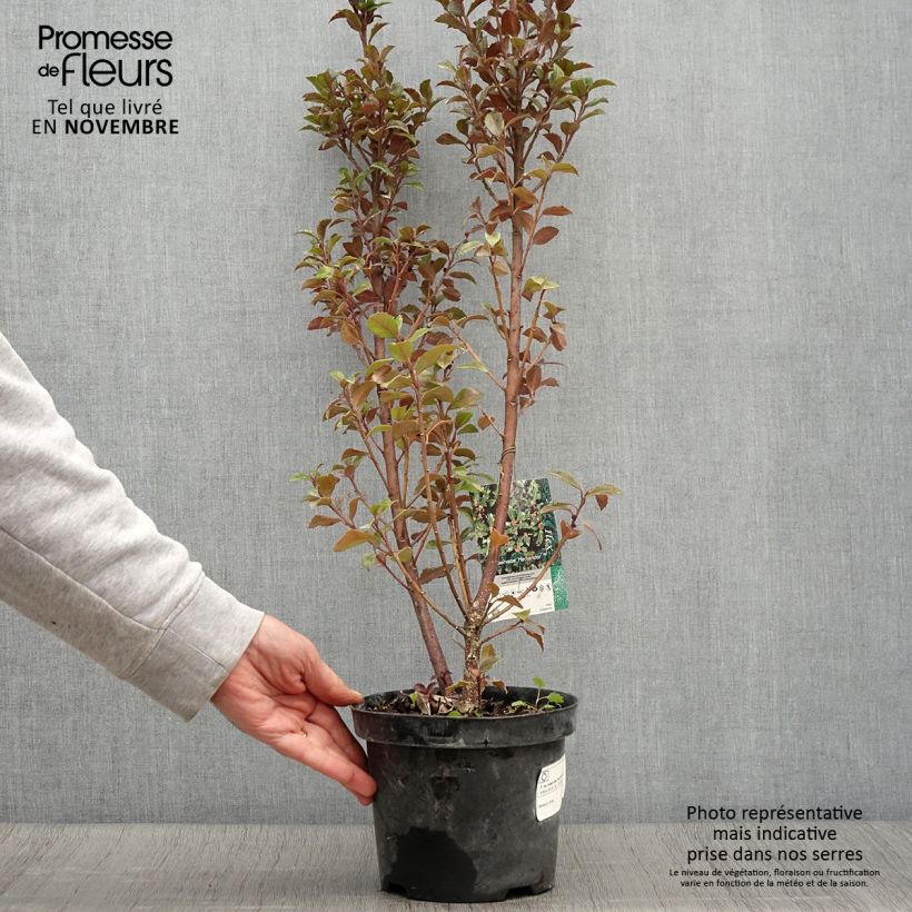 Spécimen de Houx américain - Ilex meserveae Heckenstar Pot de 2L/3L tel que livré en automne