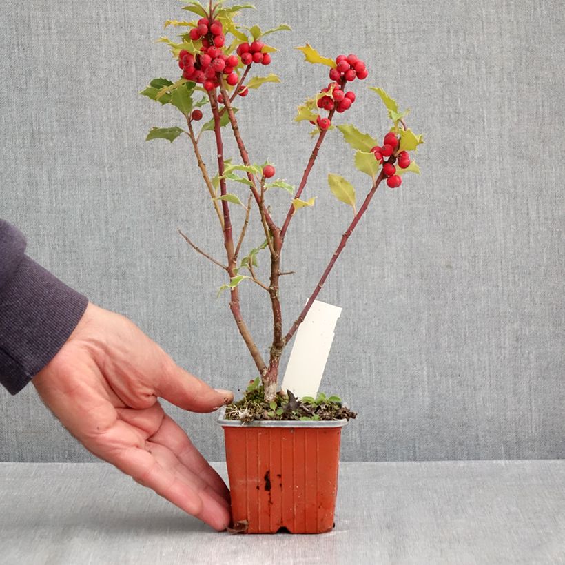 Spécimen de Houx américain - Ilex meserveae Magical Amoro Rosso Godet de 8/9 cm tel que livré en automne