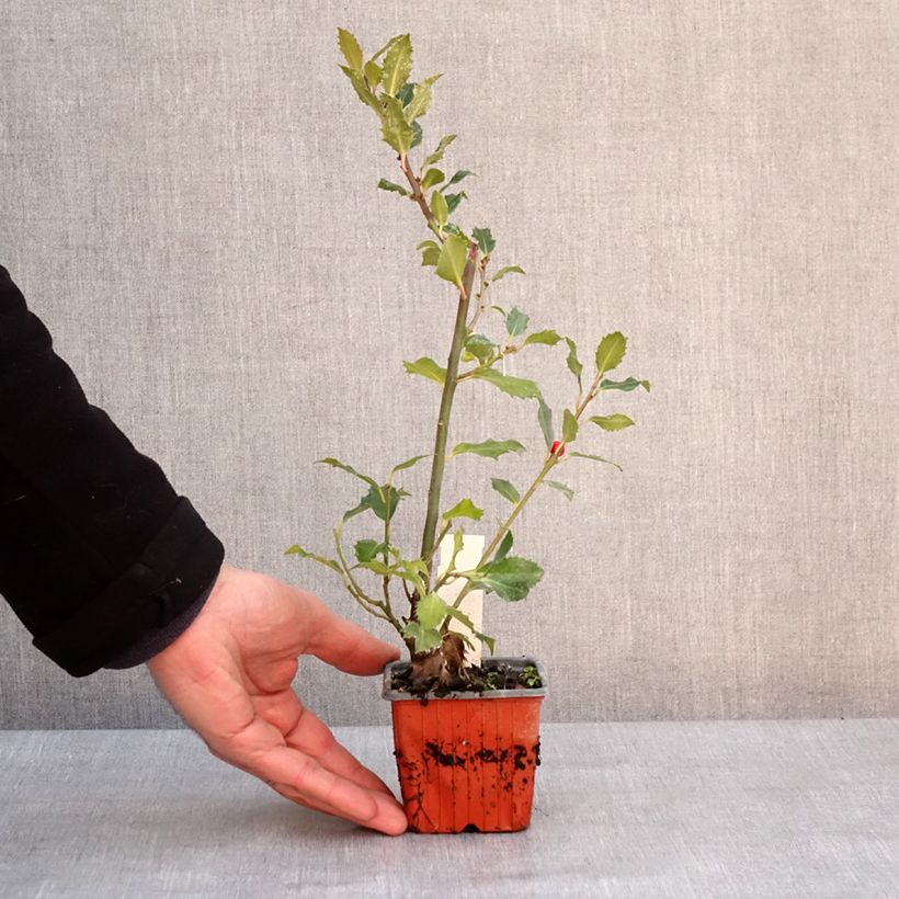 Spécimen de Houx américain - Ilex meserveae Magical Amoro Rosso Godet de 8/9 cm tel que livré en hiver