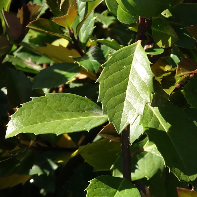 Houx américain mâle - Ilex meserveae Heckenblau (Feuillage)