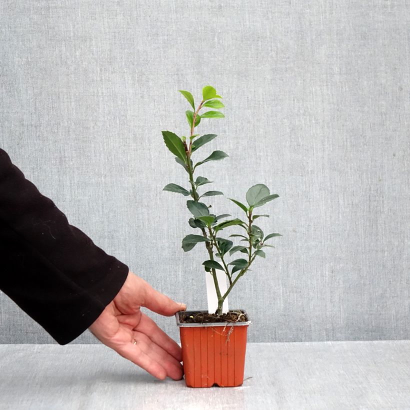Spécimen de Houx américain mâle - Ilex meserveae Heckenblau Godet de 8/9 cm tel que livré en automne