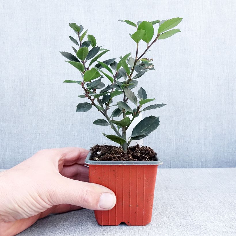 Spécimen de Houx américain mâle - Ilex meserveae Heckenblau Godet de 8/9 cm tel que livré en hiver