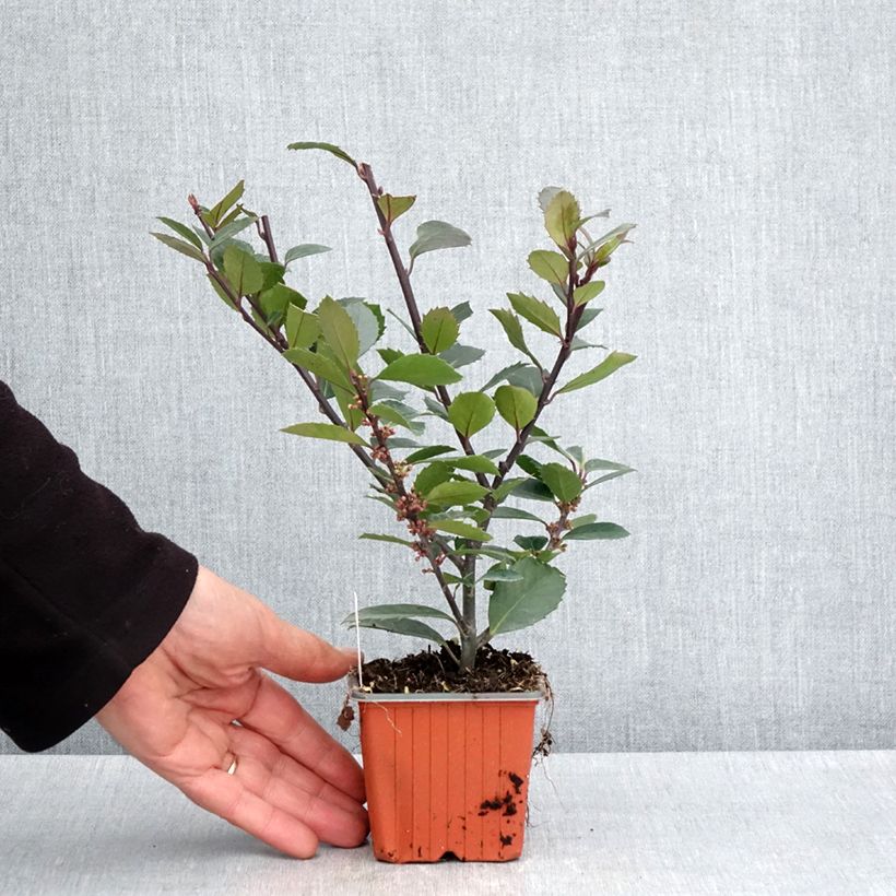 Spécimen de Houx américain mâle - Ilex meserveae Heckenblau Godet de 8/9 cm tel que livré au printemps