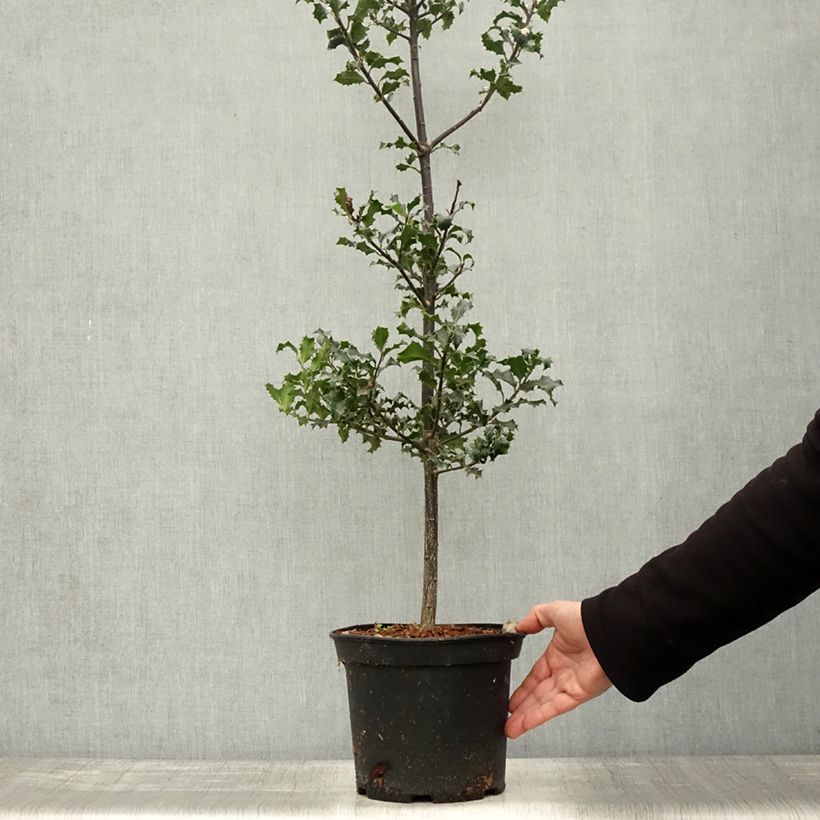 Spécimen de Houx commun - Ilex aquifolium Pot de 7,5L/10L tel que livré en automne