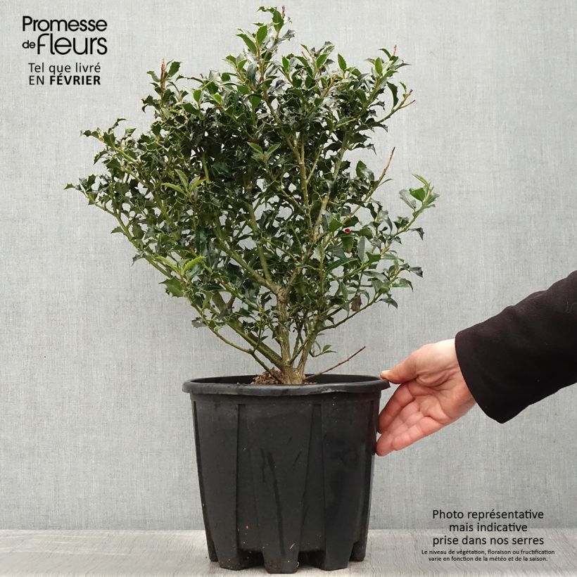 Spécimen de Houx commun - Ilex aquifolium Pot de 7,5L/10L tel que livré en hiver