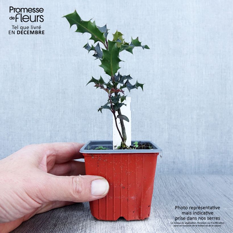 Spécimen de Houx commun - Ilex aquifolium JC Van Tol Godet de 8/9 cm tel que livré en automne