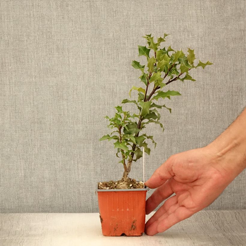 Spécimen de Houx commun - Ilex aquifolium JC Van Tol Godet de 8/9 cm tel que livré en été