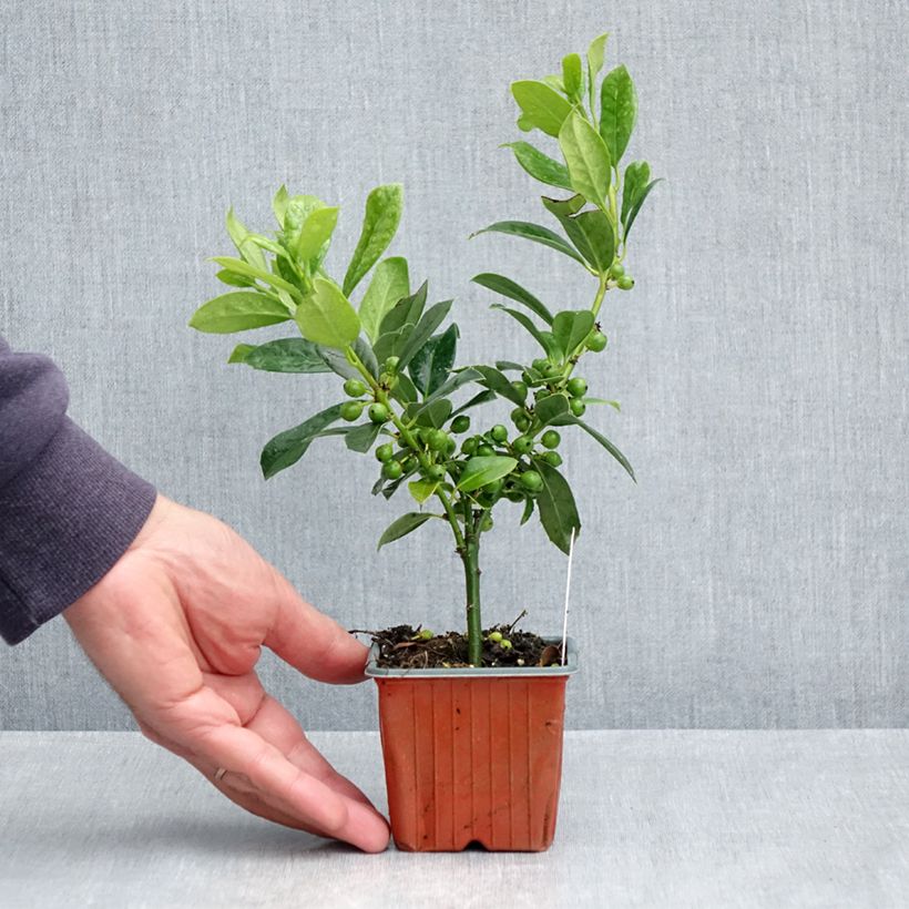 Spécimen de Houx commun - Ilex aquifolium JC Van Tol Godet de 8/9 cm tel que livré au printemps