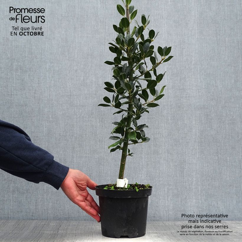 Spécimen de Houx commun - Ilex aquifolium JC Van Tol Pot de 2L/3L tel que livré en automne