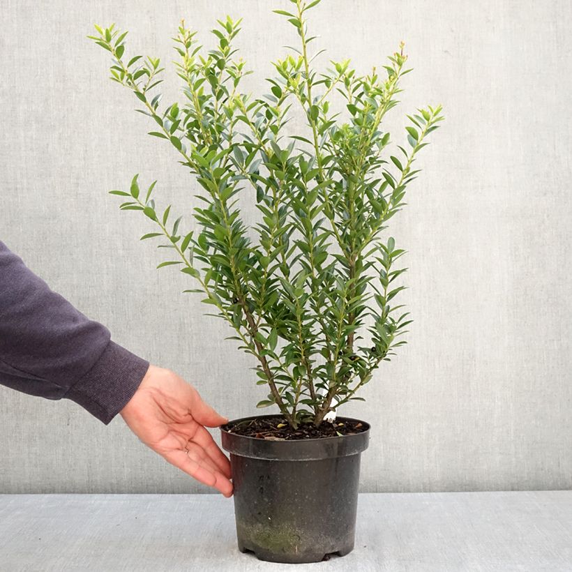 Spécimen de Houx crénelé - Ilex crenata Blondie Pot de 2L/3L tel que livré au printemps