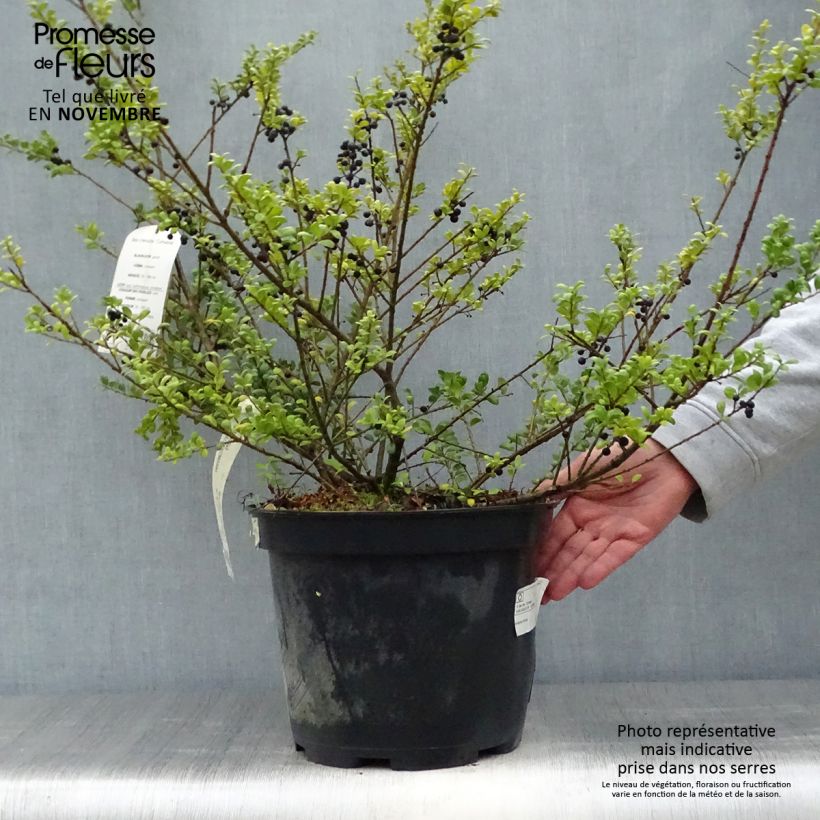 Spécimen de Houx crénelé - Ilex crenata Convexa Pot de 7,5L/10L tel que livré en automne
