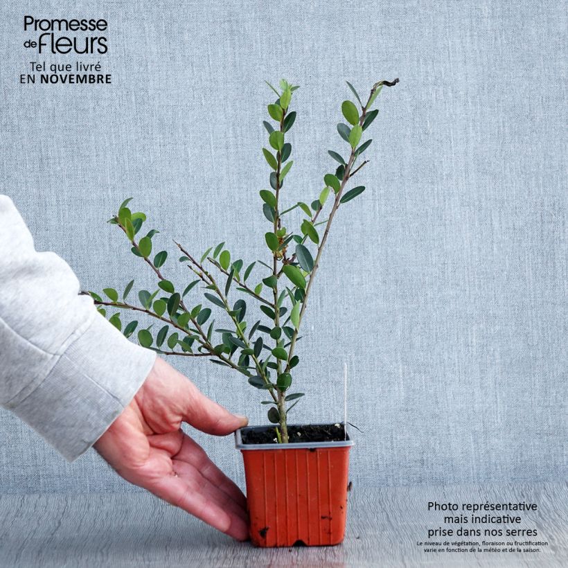 Spécimen de Houx crénelé - Ilex crenata Convexa Godet de 8/9 cm tel que livré en automne