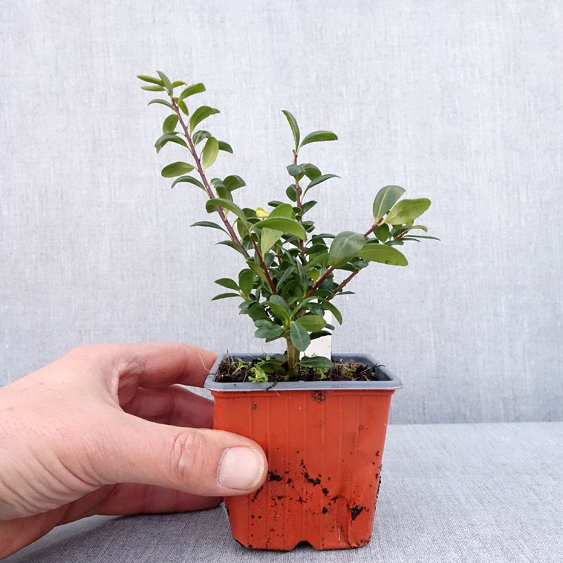 Spécimen de Houx crénelé - Ilex crenata Convexa Godet de 8/9 cm tel que livré en hiver