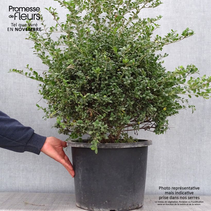 Spécimen de Ilex crenata Convexa taillé en boule - Topiaire de Houx crénelé Pot de 7,5L/10L, Boule 30/35 Diamètre tel que livré en automne